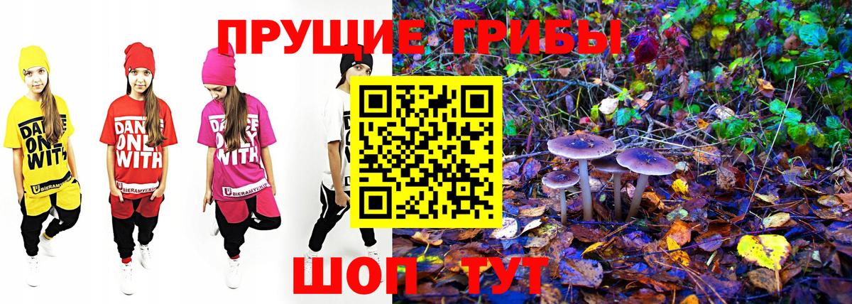 Псилоцибиновые грибы Psilocybe Ливны